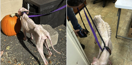 Petition: Locked in a Cage, Starving, and Wounded: Rocky the Poodle Was Left to Suffer in Silence